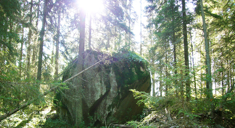 Stort stenblock och solen som strilar in bland trädstammarna i Bränntorpets naturreservat. Foto Länsstyrelsen