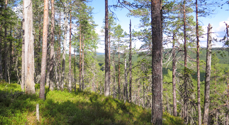 Gles tallskog och utsikt över skogslandskapet.