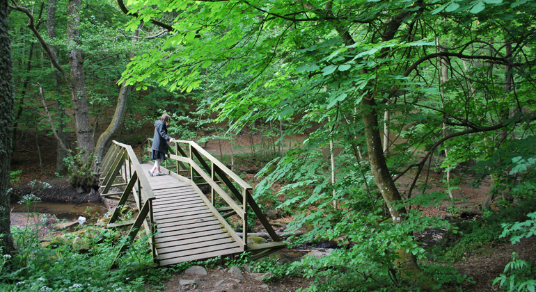 Bro över bäck i naturreservatet