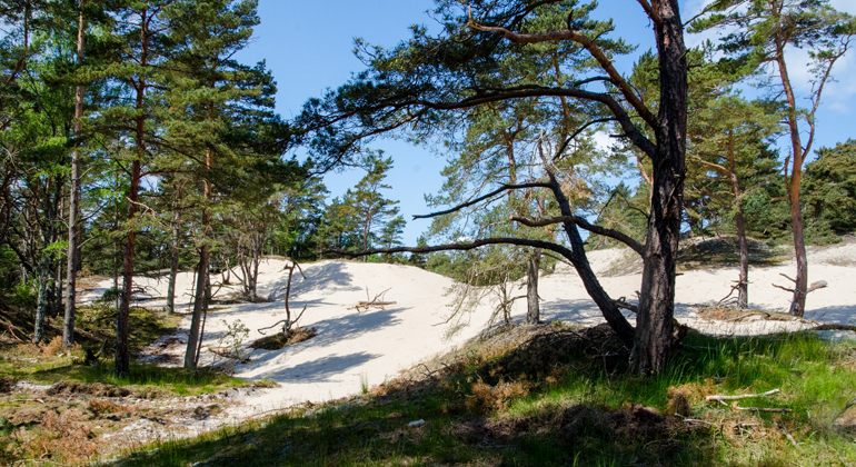 Sanddynslandskap i skogen. Foto: Maria Sandell