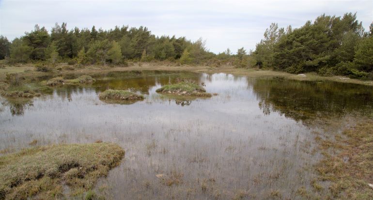 Temporärt vatten i betesmark på södra Gotland.