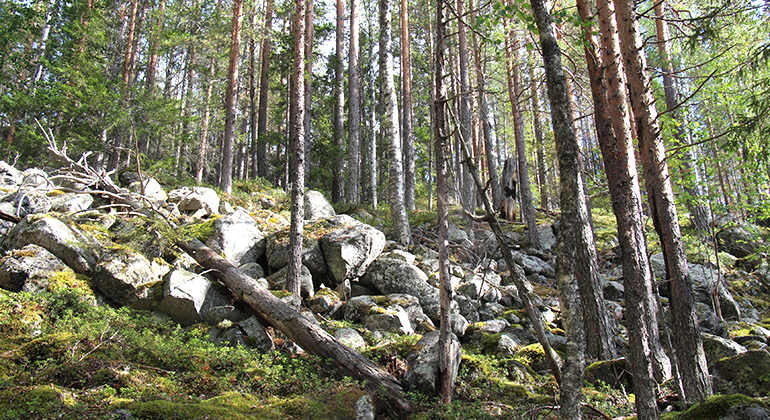 bergsbrant med stenar och skog
