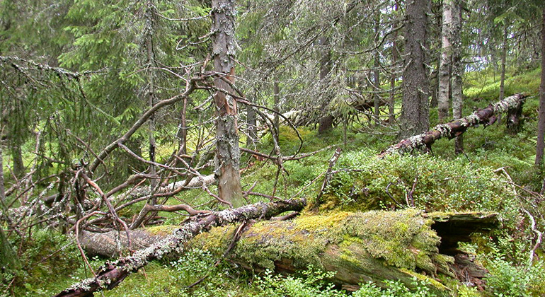 Gamla och nya lågor i gles skogsmiljö.