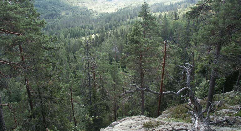 Hällmark och tallar vid kanten av Digerbergets brant.