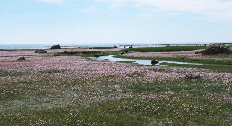 Rosa fält bildas när triften blommar i Ålarve naturreservat