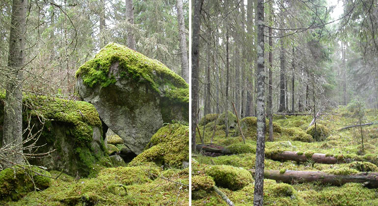 Flyttblock och blockig asprik skog i naturreservatet Sörbo norra