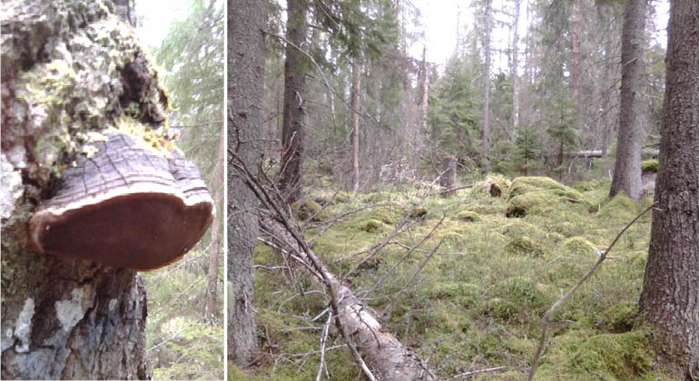 Aspticka och glänta med mossbelupna stenar och block i naturreservatet Tvigölingeskogen