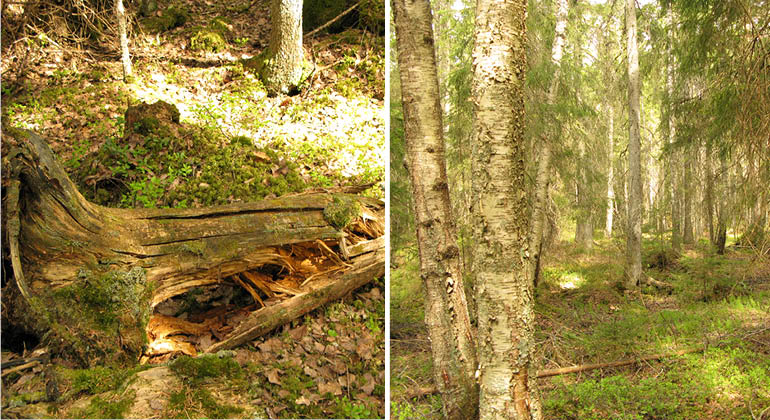 Sumpskog och gammal låga i naturreservatet Villingeskogen