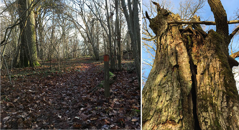 Stig och gammalt träd i naturreservatet Vreta udd