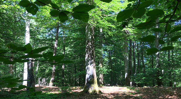 Skog i naturreservatet Timan. Foto: Carina Zätterström