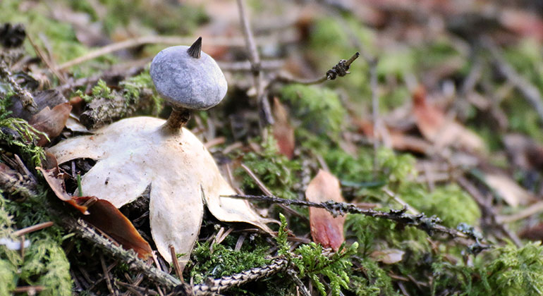 En svamp, lökformad uppe, som en sjöstjärna nere, växer i mossa. Jordstjärna. Foto: Ulrika Mogren