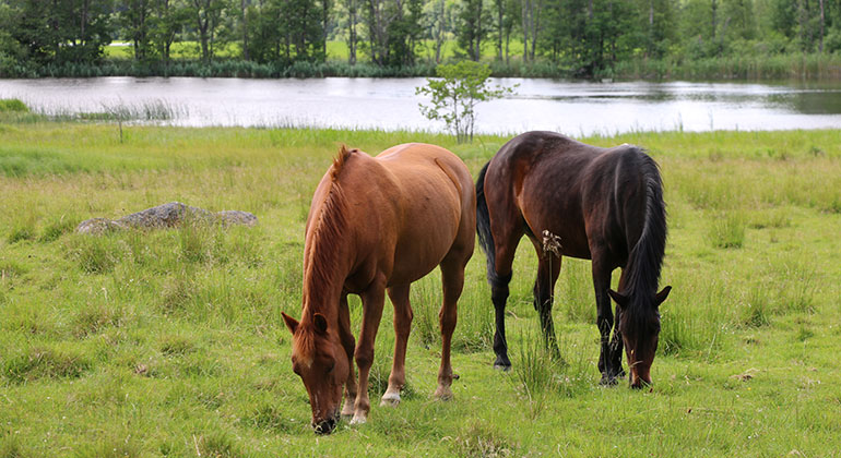 En ljusbrun och en mörkbrun häst som betar grönt gräs, en å i bakgrunden.