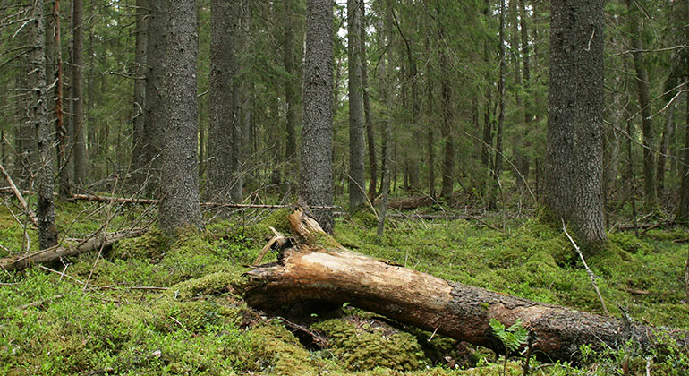 Granskog, en trädstam ligger på marken.