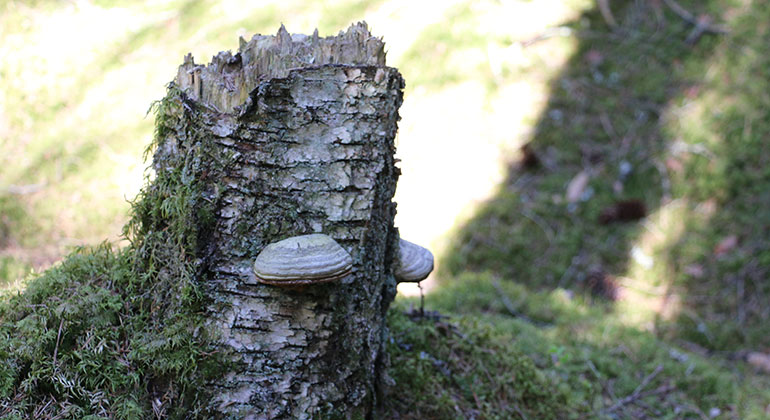 Två kepsliknande svampar växer på en stubbe med ojämn snittyta.