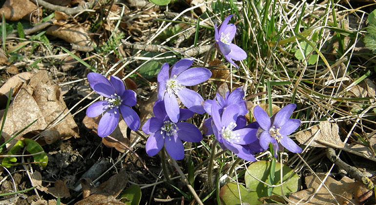 Sju små blå blommor riktar sig mot solen.