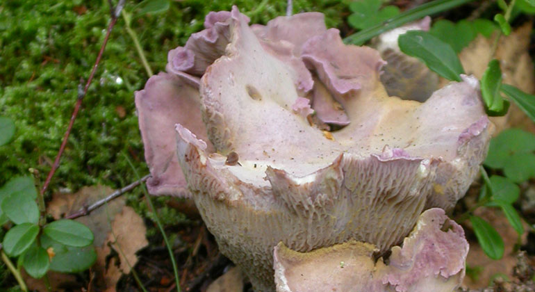 En trattliknande vit-rosa svamp med slät ovansida och ådrig undersida.