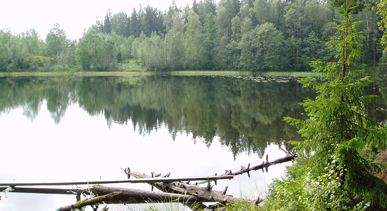 En sjö med stilla vattenyta, skog runt som speglas i vattnet, några trädstammar i förgrunden.