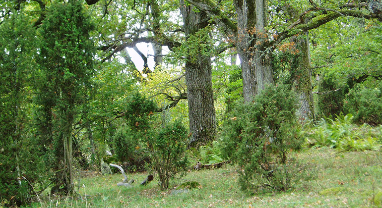 En betesmark med lövträd och enbuskar.