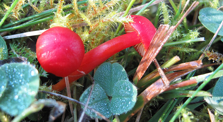 Två små klart röda svampar som växer på marken. Blodvaxskivling. Foto: Tom Sävström