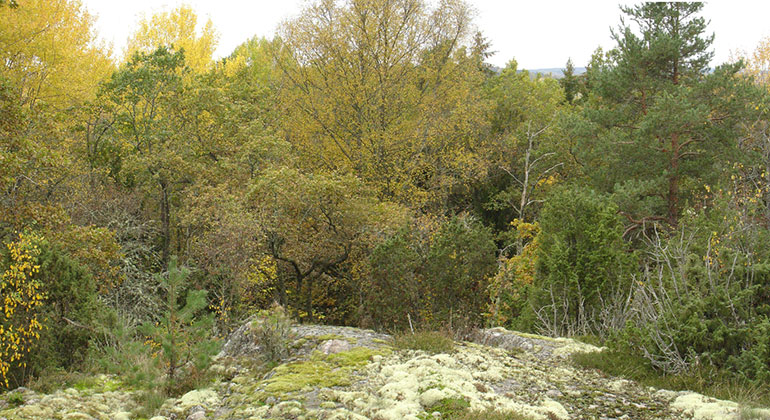 En skog med lövträd och barrträd, det är tidig höst, löven är gröna och gula.