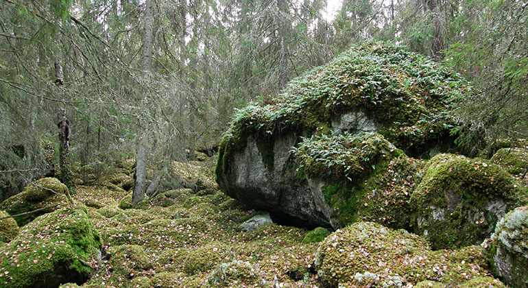 Stenblock och stenar med grön mossa på, skog i bakgrunden.
