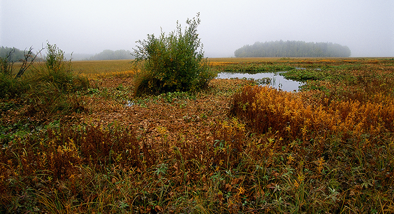 Våtmark i höstfärger