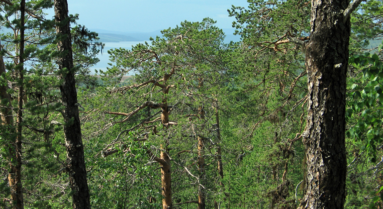Bilden
visar gammeltallars trädtoppar i förgrunden och utsikt över Stora Luleälven i
bakgrunden. 