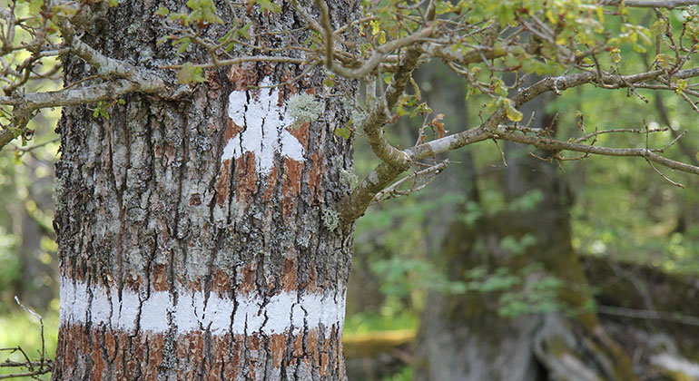 Närbild på en trädstam med en vit stjärna och ett vitt band är målat på.