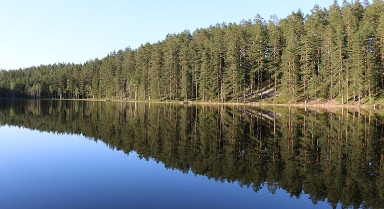 En sjö med helt stilla vattenyta, en granskog speglas i vattnet.