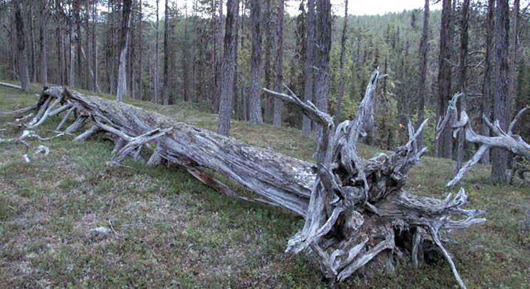 En lång, silvergrå trädstam av ett dött träd som ligger på marken, en så kallad trädlåga.