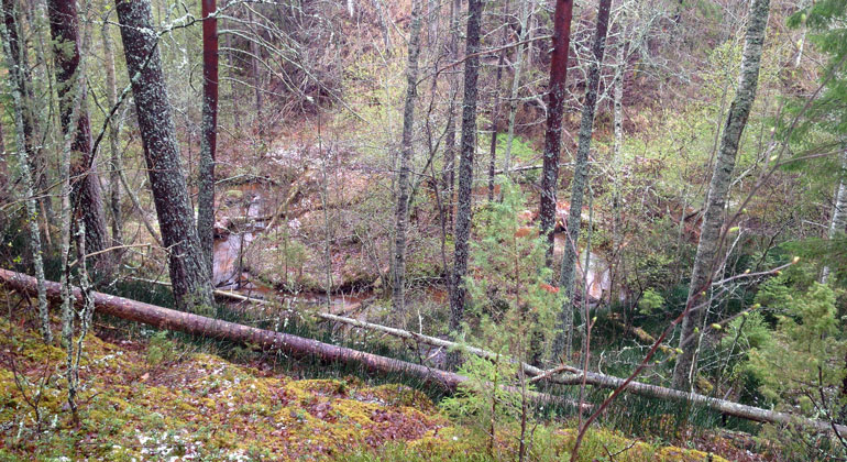 En brant ravin med skog och en liten bäck. Flera träd ligger huller om buller.