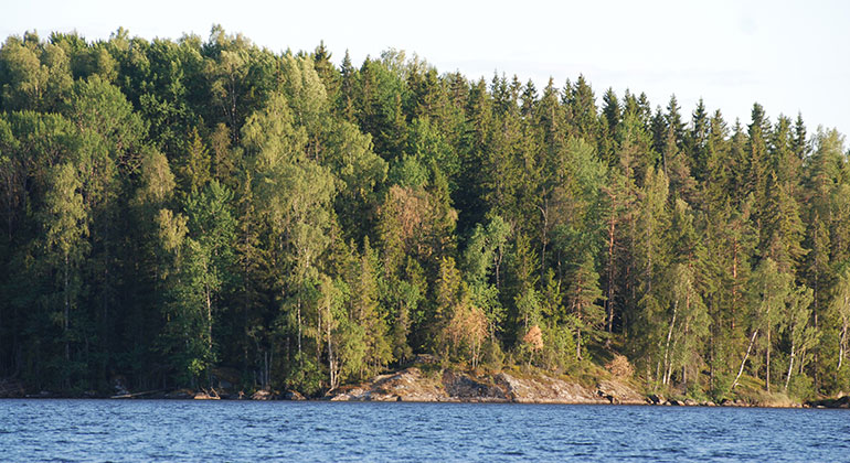 En bergknalle täckt med skog intill en sjö.