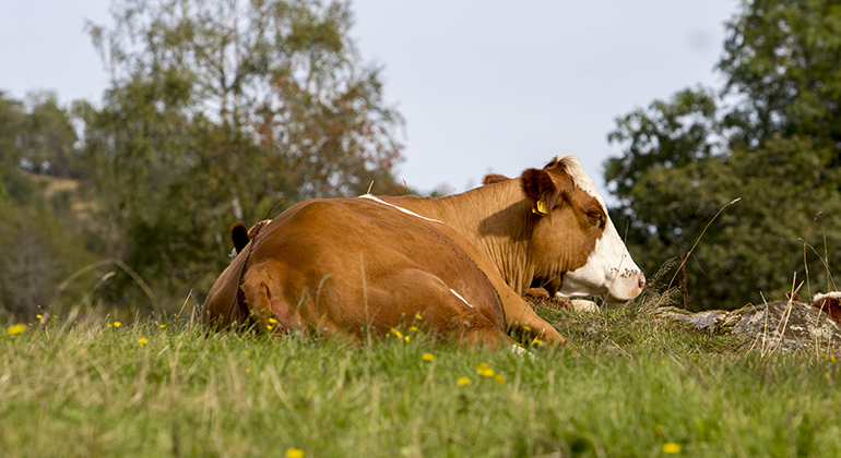 en sovande brun ko på grönt gräs