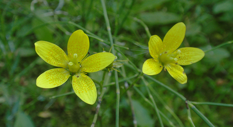 Två stycken gula blommor (myrbräcka).