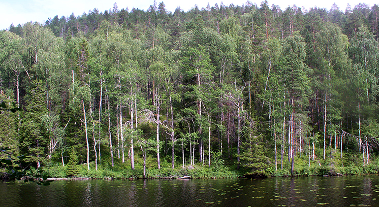 Skog vid vatten