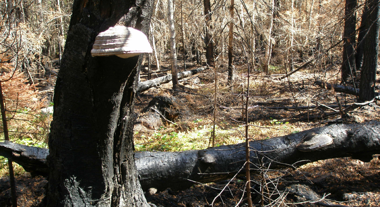 Ticka på bränd trädstam i Skånbrännans naturreservat. Foto: Länsstyrelsen Gävleborg