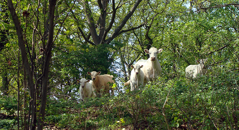 Kor på bete i reservatet. Foto: Linn Andersson