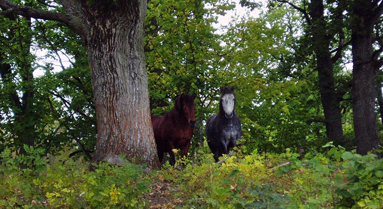 Två hästar tittar fram bakom en grov ekstam