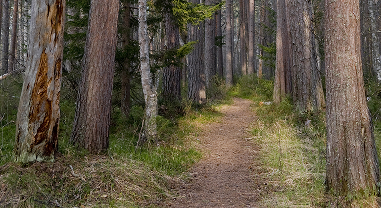 En stig som leder genom skogen.