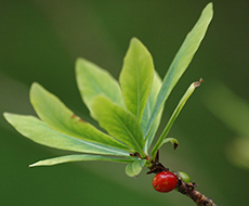 Tibast (grön växt med rött bär).