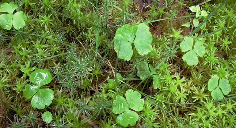 Lappranunkel (grön växt) i skogen.