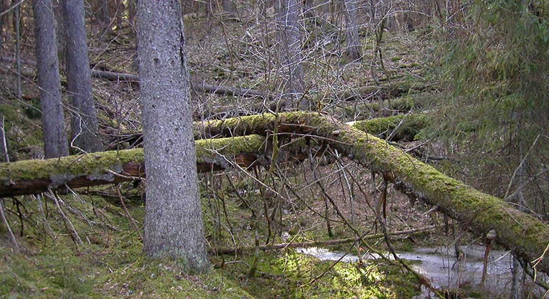 Stående och liggande trädstammar i skog