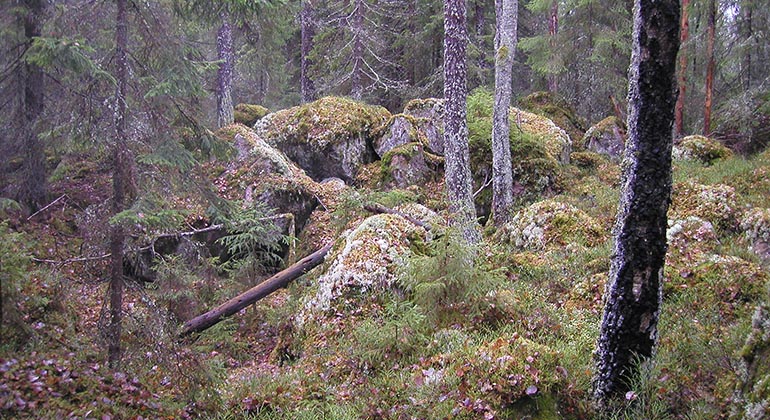 Moss- och lavklädda block bland trädstammar