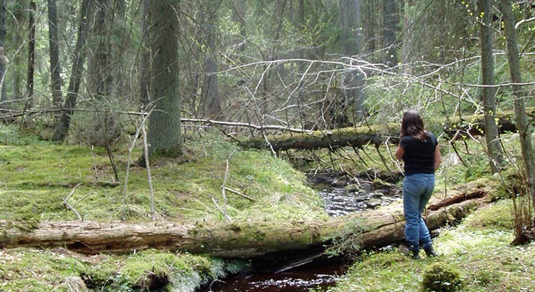en person står vid en bäck i skogen, över bäcken flera nedfallna träd