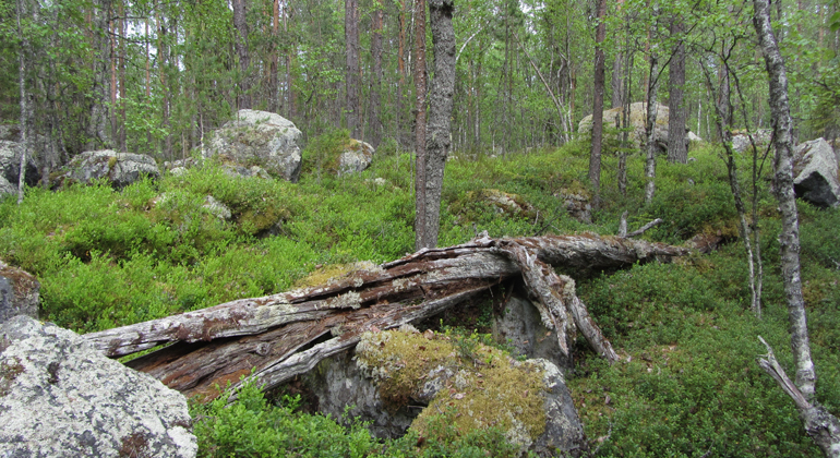 Låga i Tväringsskogen (liggande dött träd). Foto: Helena Persson