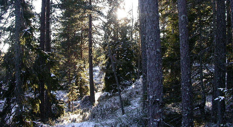 Skogsglänta barrskog, Påterudsskogen. Linds Stöberg