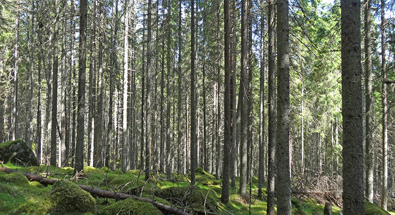 Granskogsmiljö vid Stenbäcken. 