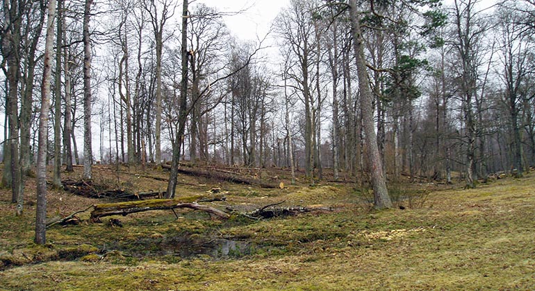 Glest bevuxen mark med några nyfällda träd 