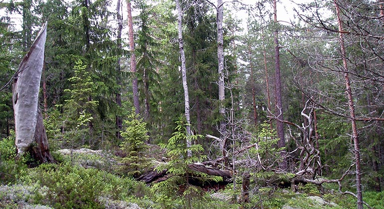 Liggande gammal död trädstam i halvöppen skog