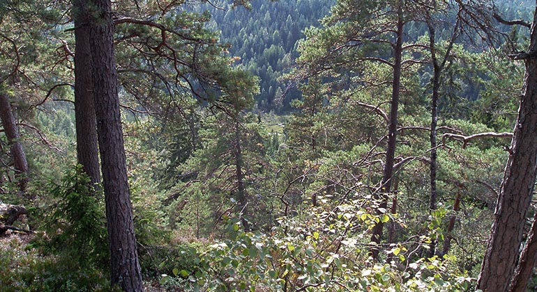 Utsikt från en höjd över ett skogslandskap